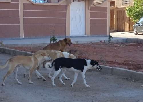 الكلاب الضالة تغزو أحياء الرشيدية وتهدد سلامة المواطنين