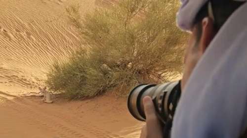 حكاية صورة...  'علي اوباسيدي'  في مشهد نادر مع ثعلب الصحراء  بمرزوكة + فيديو وصور