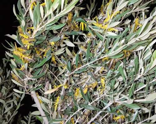 كروڤيت فقراء زمان يعود لسماء الطنطان