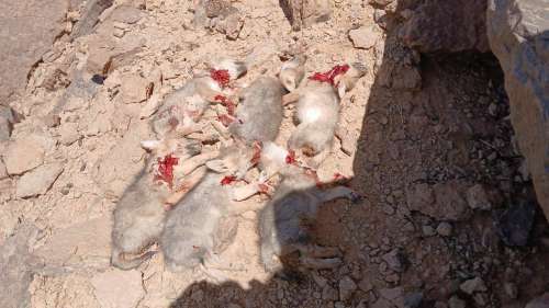 6 جِراء ذئب مذبوحة في مشهد فظيع ومستفز بسافلة تافيلالت يشعل جدلا كبيرا بمجموعات وات ساب ومواقع التواصل