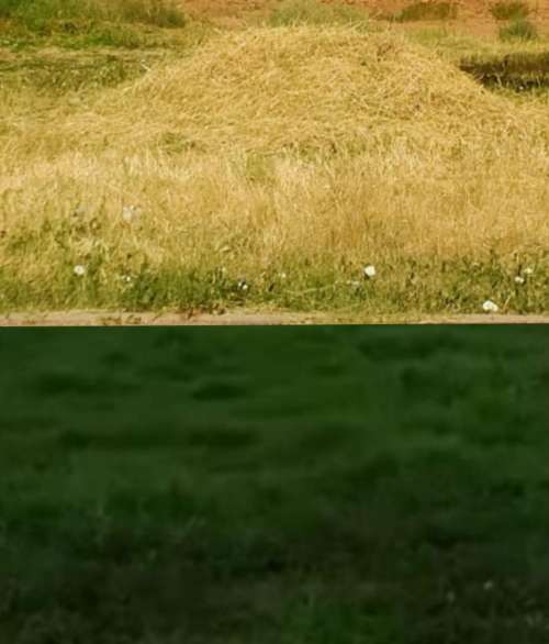 بالرشيدية ..' تنحرتوا الگازو وتنحصدوا  سْبُول الفار '.