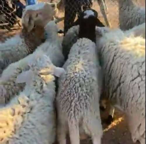 الرشيدية ...نداء من ساكنة الرشيدية  للسلطة المحلية في شأن الشناقة بسوق لحدب