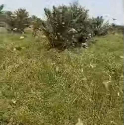 ساكنة جماعة الطاوس تطالب بالتدخل المكثف للحد من تكاثر الجراد