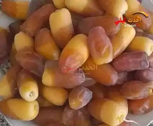 زاكورة تكتب أولى رسائل عشق التمر من عمق القيظ