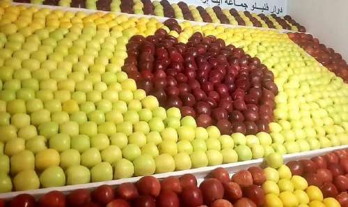 ميدلت على موعد مع الدورة السادسة للملتقى الوطني للتفاح من 8 الى 11 اكتوبر 2026